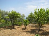 IMG_3248.jpg