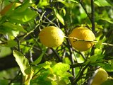 IMG_3256.jpg