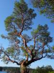 dsc00817.jpg