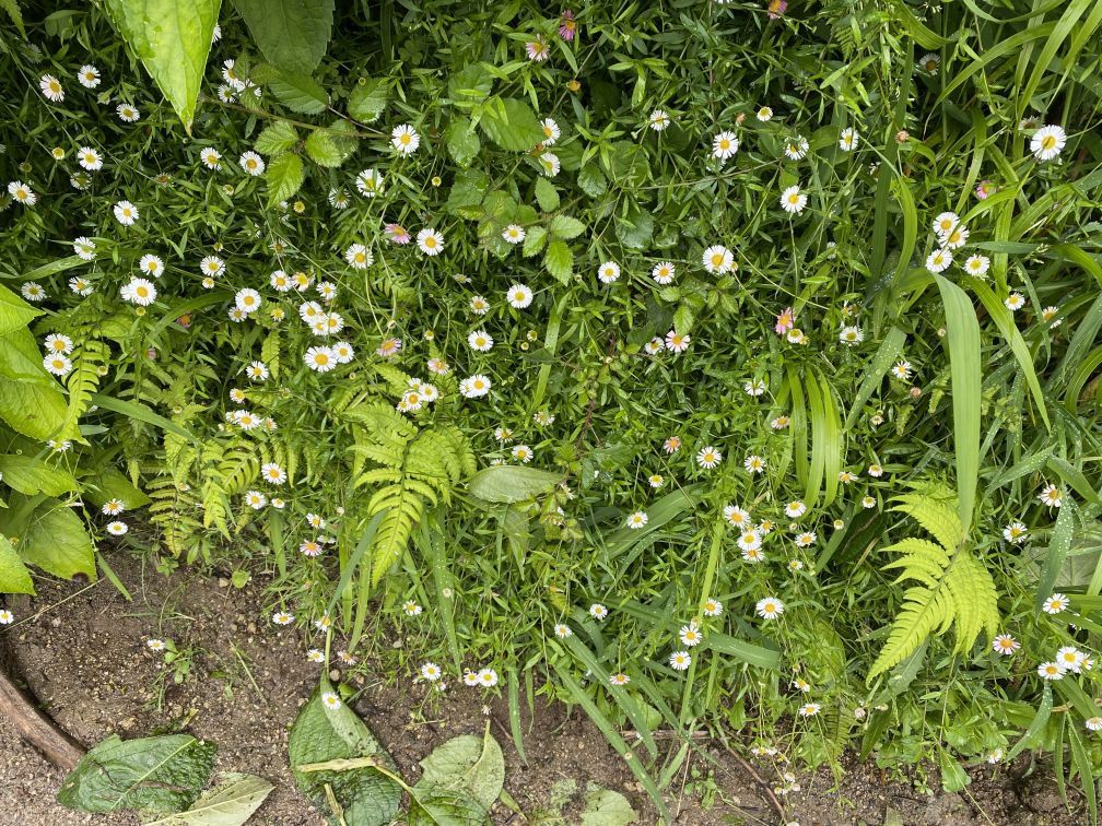 bloem 5.jpg