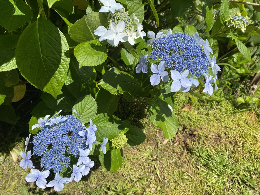 bloem 7.jpg