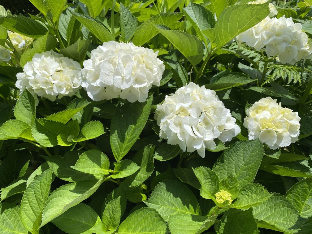bloem 9.jpg